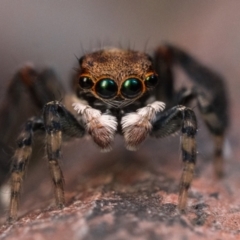 Maratus watagansi (Rainforest Peacock Spider) at Acton, ACT - 1 Oct 2023 by patrickcox