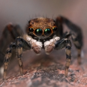 Maratus watagansi at Acton, ACT - 1 Oct 2023