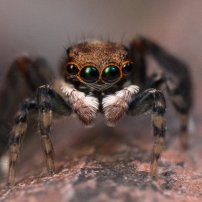 Maratus watagansi (Rainforest Peacock Spider) at Acton, ACT - 30 Sep 2023 by patrickcox