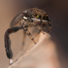 Maratus watagansi at Acton, ACT - 1 Oct 2023