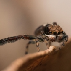 Maratus watagansi at Acton, ACT - 1 Oct 2023