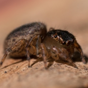 Maratus watagansi at Acton, ACT - 1 Oct 2023