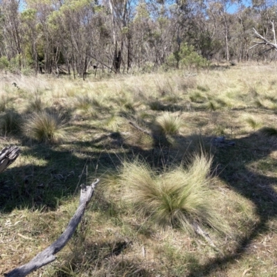 Nassella trichotoma (Serrated Tussock) at Majura, ACT - 1 Oct 2023 by waltraud