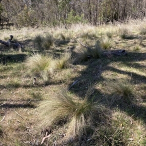 Nassella trichotoma at Majura, ACT - 1 Oct 2023