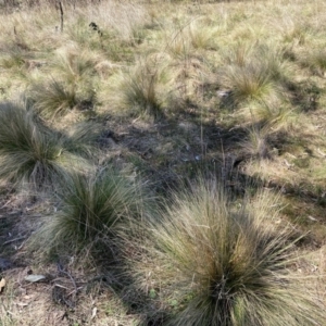 Nassella trichotoma at Majura, ACT - 1 Oct 2023