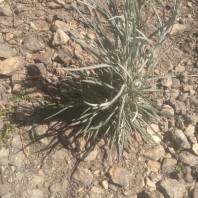 Senecio quadridentatus (Cotton Fireweed) at Cooma, NSW - 1 Oct 2023 by mahargiani