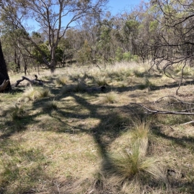 Nassella trichotoma (Serrated Tussock) at Majura, ACT - 1 Oct 2023 by waltraud