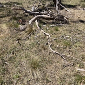 Nassella trichotoma at Majura, ACT - 1 Oct 2023 12:11 PM