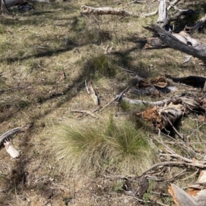 Nassella trichotoma at Majura, ACT - 1 Oct 2023 12:11 PM