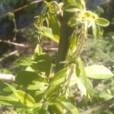 Fraxinus sp. (An Ash) at Cooma North Ridge Reserve - 1 Oct 2023 by mahargiani