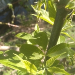 Fraxinus sp. at Cooma, NSW - 1 Oct 2023 03:00 PM