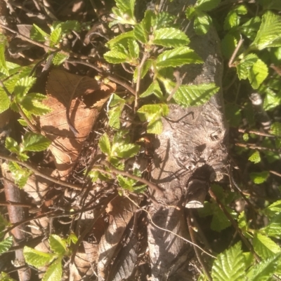Ulmus procera (English Elm) at Cooma North Ridge Reserve - 1 Oct 2023 by mahargiani