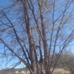 Ulmus procera at Cooma, NSW - 1 Oct 2023 03:02 PM