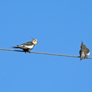 Nymphicus hollandicus at Avoca, QLD - 30 Apr 2023