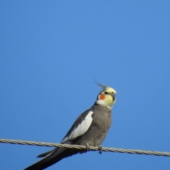 Nymphicus hollandicus at Avoca, QLD - 30 Apr 2023