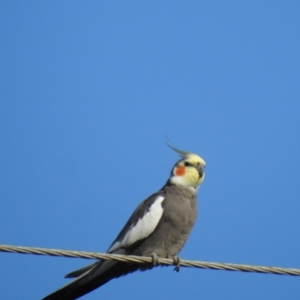 Nymphicus hollandicus at Avoca, QLD - 30 Apr 2023 03:26 PM