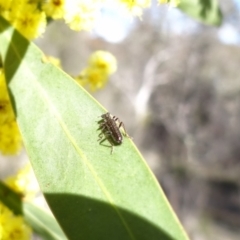 Eleale sp. (genus) (Clerid beetle) at Block 402 - 16 Aug 2023 by Miranda