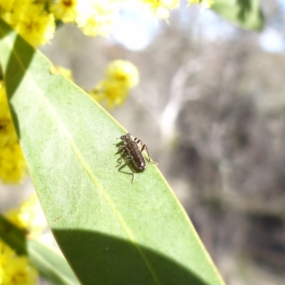 Eleale sp. (genus) (Clerid beetle) at Stromlo, ACT - 16 Aug 2023 by Miranda