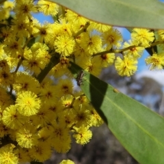 Eleale sp. (genus) at Stromlo, ACT - 16 Aug 2023