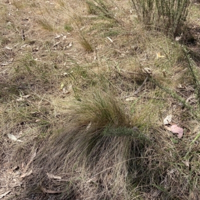 Nassella trichotoma (Serrated Tussock) at Mount Majura - 1 Oct 2023 by waltraud