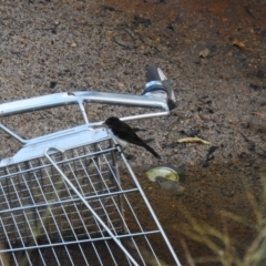 Rhipidura leucophrys (Willie Wagtail) at Avoca, QLD - 30 Apr 2023 by Gaylesp8