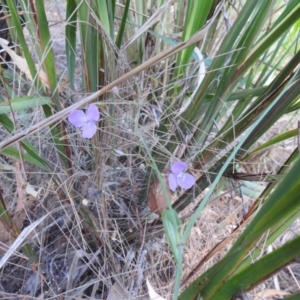 Patersonia sp. at Avoca, QLD - 30 Apr 2023