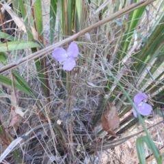 Patersonia sp. at Avoca, QLD - 30 Apr 2023 02:48 PM