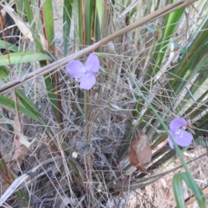 Patersonia sp. at Avoca, QLD - 30 Apr 2023