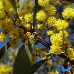 Apiformes (informal group) (Unidentified bee) at Block 402 - 16 Aug 2023 by Miranda