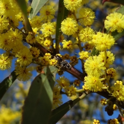 Apiformes (informal group) (Unidentified bee) at Denman Prospect, ACT - 16 Aug 2023 by Miranda