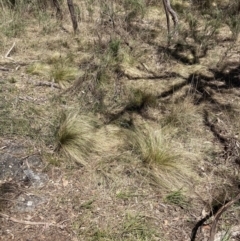 Nassella trichotoma (Serrated Tussock) at Majura, ACT - 1 Oct 2023 by waltraud