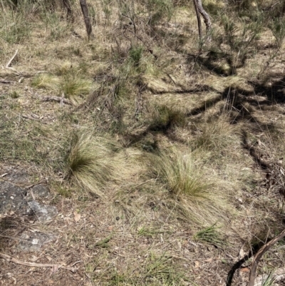 Nassella trichotoma (Serrated Tussock) at Mount Majura - 1 Oct 2023 by waltraud