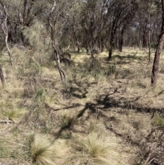 Nassella trichotoma at Majura, ACT - 1 Oct 2023 01:05 PM