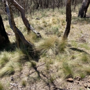 Nassella trichotoma at Majura, ACT - 1 Oct 2023