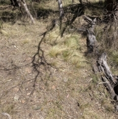 Nassella trichotoma at Majura, ACT - 1 Oct 2023 01:38 PM