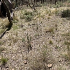 Nassella trichotoma at Majura, ACT - 1 Oct 2023