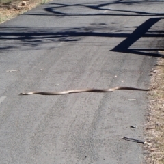 Pseudonaja textilis (Eastern Brown Snake) at Belconnen, ACT - 1 Oct 2023 by CathB