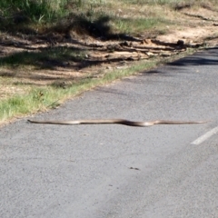 Pseudonaja textilis at Belconnen, ACT - 1 Oct 2023 10:19 AM