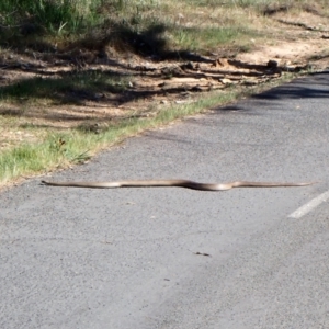 Pseudonaja textilis at Belconnen, ACT - 1 Oct 2023