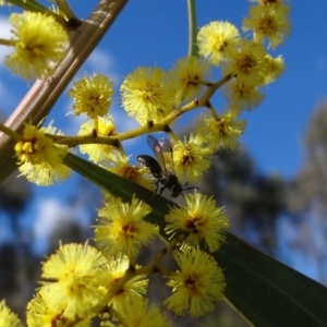 Leioproctus (Euryglossidia) sp. (genus & subgenus) at Stromlo, ACT - 16 Aug 2023