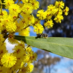 Leioproctus (Euryglossidia) sp. (genus & subgenus) at Stromlo, ACT - 16 Aug 2023