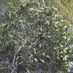 Melaleuca quinquenervia (Paperbark Tea Tree, Broad-Leaved Paperbark) at Avoca, QLD - 30 Apr 2023 by Gaylesp8