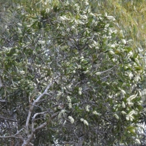 Melaleuca quinquenervia at Avoca, QLD - 30 Apr 2023