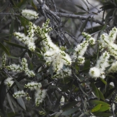 Melaleuca quinquenervia at Avoca, QLD - 30 Apr 2023