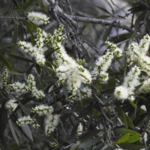 Melaleuca quinquenervia at Avoca, QLD - 30 Apr 2023 03:00 PM