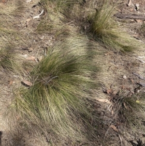 Nassella trichotoma at Majura, ACT - 1 Oct 2023