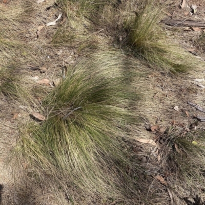 Nassella trichotoma (Serrated Tussock) at Majura, ACT - 1 Oct 2023 by waltraud