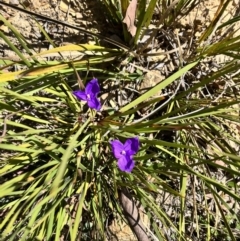 Patersonia sericea (silky purple-flag) at Palerang, NSW - 1 Oct 2023 by courtneyb