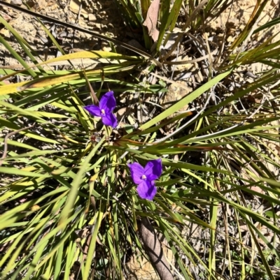 Patersonia sericea (silky purple-flag) at Palerang, NSW - 1 Oct 2023 by courtneyb