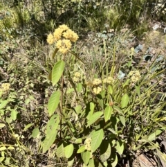 Pomaderris elliptica (Yellow Dogwood) at Palerang, NSW - 1 Oct 2023 by courtneyb